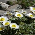 Ranunculus glacialis Habitus