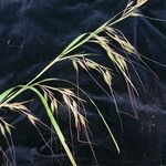 Themeda arundinacea Natur