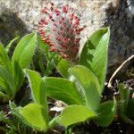 Salix petrophila Συνήθη χαρακτηριστικά