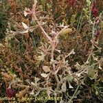 Atriplex pedunculata Hábitos