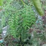 Vachellia nilotica Folha