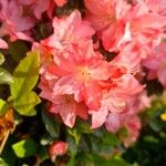 Rhododendron simsii ᱵᱟᱦᱟ