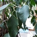 Ficus benjamina Leaf