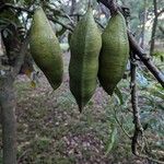 Castanospermum australe Fruit