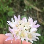 Allium roseum Blomma