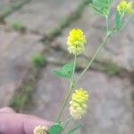 Trifolium campestre花