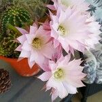 Echinopsis oxygonaFlower