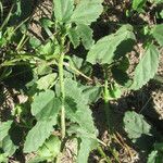 Rhynchosida physocalyx 整株植物