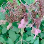 Hydrangea strigosa Flower