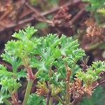 Pelargonium fruticosum Leaf