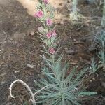 Echium albicans Hábito