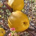 Chaenomeles japonica Meyve