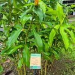 Costus scaber Hostoa