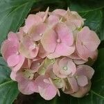 Hydrangea spp.Кветка