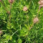 Geum rivale Habit