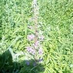 Epilobium angustifoliumFlower