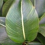 Strelitzia nicolai Φύλλο
