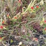 Castilleja nubigena Blüte