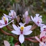 Epidendrum arachnoglossum Blüte