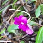 Impatiens flaccida Flower