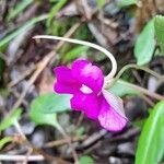 Impatiens flaccida Çiçek