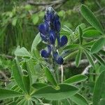 Lupinus angustifolius 花