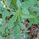 Cedronella canariensis Leaf