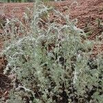 Artemisia frigida Folha