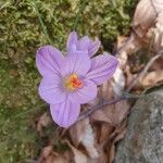 Crocus corsicus Flower