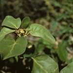 Croton punctatus Habit