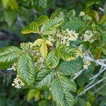 Toxicodendron diversilobum Flor