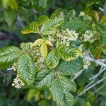 Toxicodendron diversilobum Flower