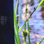 Sparganium emersum Fula