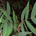 Geonoma aspidiifolia Hoja