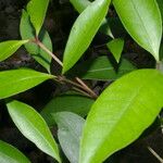 Ixora nicaraguensis Leaf