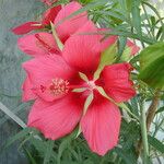 Hibiscus coccineus Flower