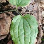 Smilax tamnoides Blatt