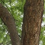 Azadirachta indica 樹皮