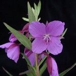 Epilobium speciosum Hábito