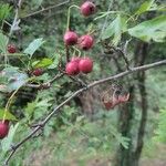 Crataegus rhipidophylla Фрукт