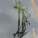 Nasturtium microphyllum പുഷ്പം