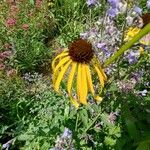 Echinacea paradoxa Flor