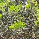 Taxus cuspidataLeaf