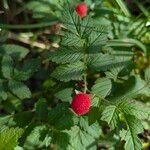 Rubus rosifolius果實