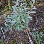 Salix lapponum Leaf