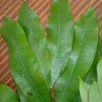 Hylodendron gabunense Hoja