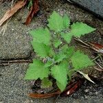 Solanum chenopodioides 叶