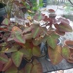 Oxalis hedysaroides Leaf
