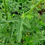 Althaea cannabina Leaf