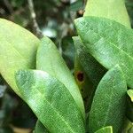 Rhododendron aureum Leaf